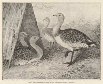 Great Bustards recently added to the Zoological Society